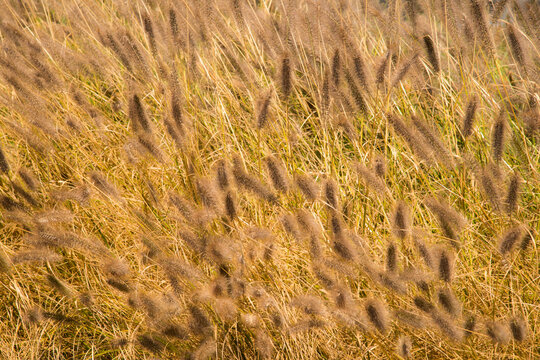 Canada, BC, Sunshine Coast, Sechelt.  Fuzzy decorative brown grasses.