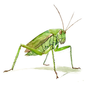 Katydid, watercolor drawing vector, isolated on a white background.
