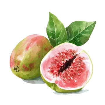 watercolor vector of Guava, isolated on a white background.