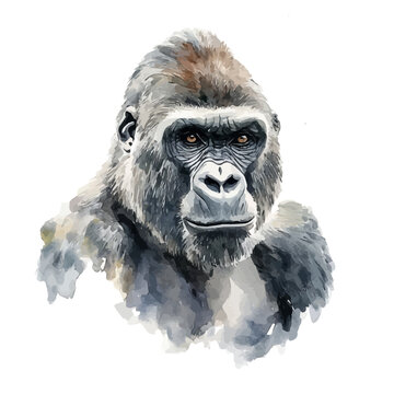 Gorilla, watercolor vector, isolated on a white background.