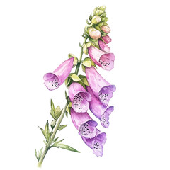 Foxglove Flower, watercolor painting vector, isolated on a white background. © azendia