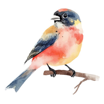 Finch, watercolor clipart vector, isolated on a white background.