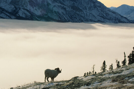 01989-00409 Dall sheep (Ovis dalli) ram silhouette above fog bank Yukon   Canada