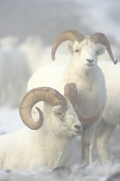 01989-00314 Dall sheep (Ovis dalli) rams in fog Yukon   Canada