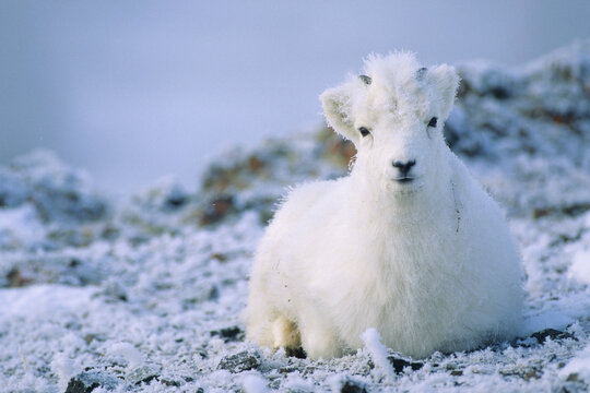 01989-00711 Dall sheep (Ovis dalli) young Yukon   Canada