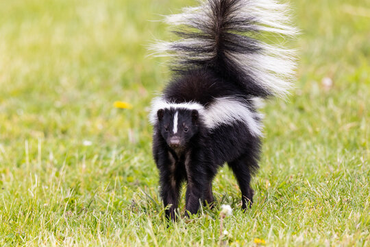 01890-00611 Striped Skunk (Mephitis mephitis) digging for food Marion Co. IL