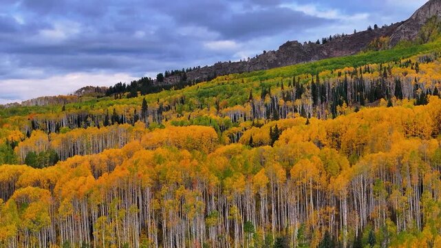 Aerial view of fall foliage aspen tree tops along mountainside on Kebler Pass road near Crested Butte, Colorado landscape  with vibrant colors in the hills during autumn season in morning- 4K Drone