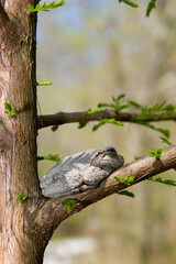 Obraz premium 02449-005.05 Gray Treefrog (Hyla versicolor) on Bald cypress tree, Little Black Slough, Cache River SNA, IL