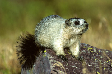 02003-00106 Hoary Marmot (Marmota caligata) Glacier NP   MT © Daybreak Imagery