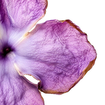 Aged Purple Petunia Petal Macro Texture with Delicate Veins and Natural Floral Details