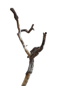 Dead branch with cracked bark isolated on transparent background.