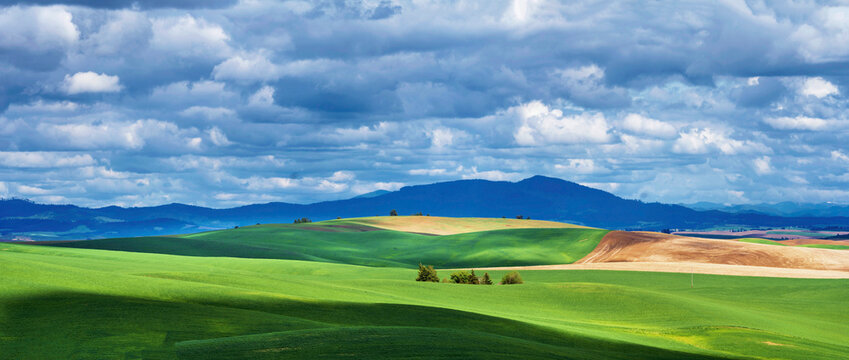 Rolling green grass fields, panorama