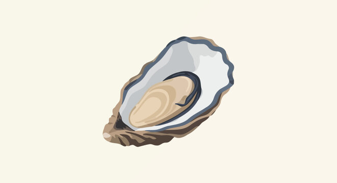 Fresh oyster shell with pearl inside isolated view.