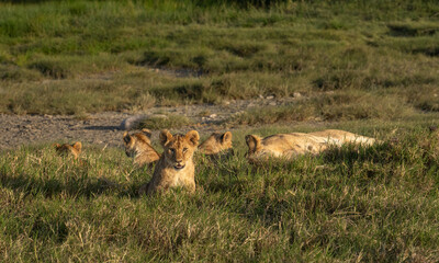 Naklejka premium While everyone else is sleeping, one cub is up