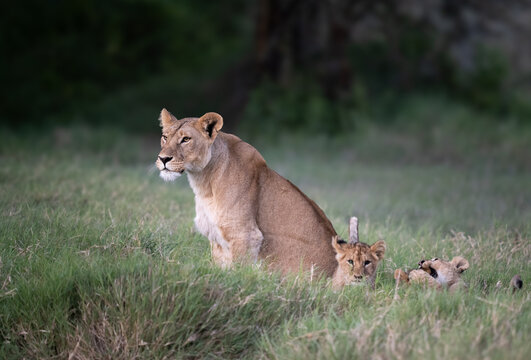 Lioness watching out while her cubs play