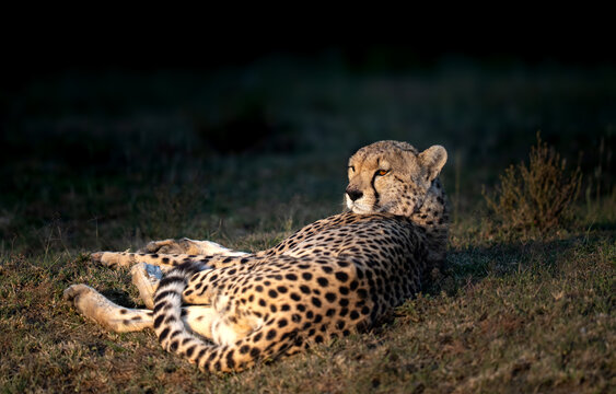 Cheetah resting at sunset in Africa