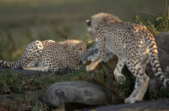 Two teenage cheetah cubs playing by rocks