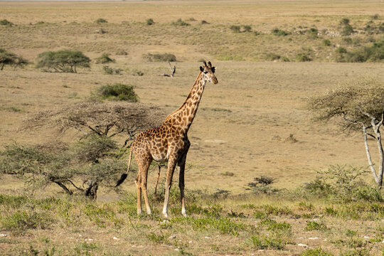 Young giraffe on the plains in Africa