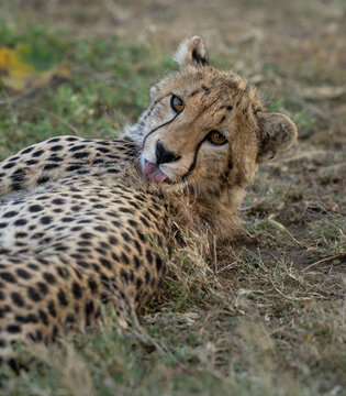 Cheetah mom giving herself a bath while resting