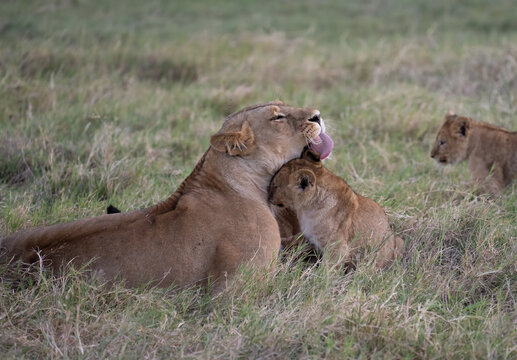 Lion cub snuggles mom while she is trying to clean him