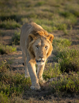 Young male lion walking at sunrise