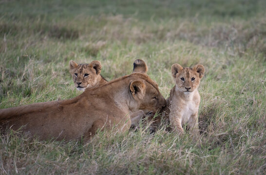 Lion cub after nursing getting a bath