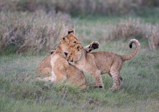 Three lion cubs have a final play session at night