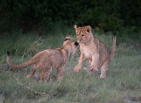 One lion cub is ready to pounce on his sibbling