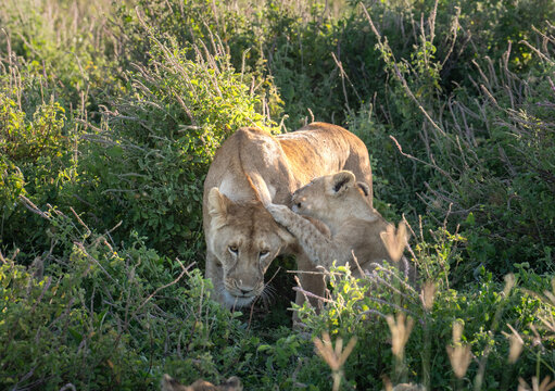 Lioness and a cub playing in the grass