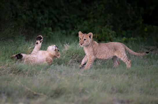 Late afternoon lion cubs playing in the grass
