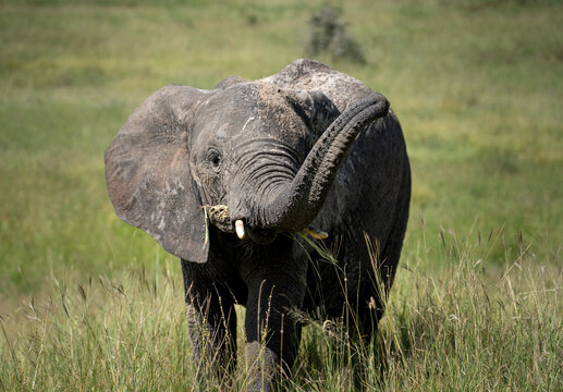 Juvenile elephant eating grass in a field