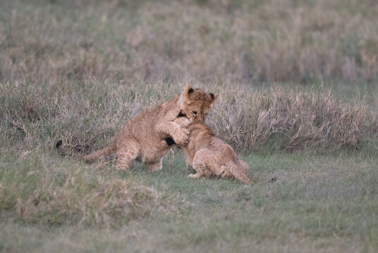 Two lion cubs are playing in the grass