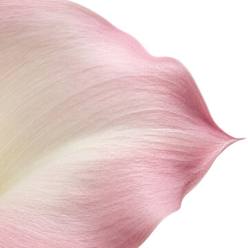 Soft Pink Lily Petal Macro Texture with Delicate Gradient and Elegant Floral Background