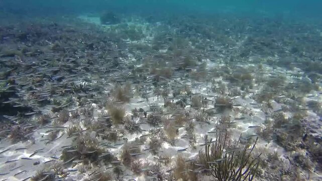 A large school of small fish moves by in the tropical shallow sea