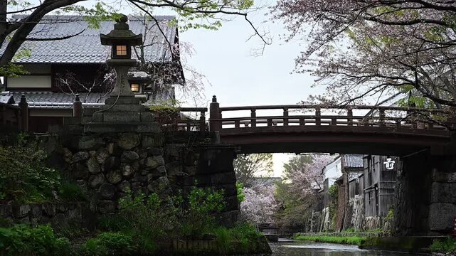 桜の花びらが舞う春の八幡堀 （滋賀県近江八幡市, 2026年4月）