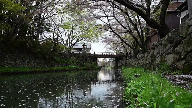 桜の花びらが舞う春の八幡堀 （滋賀県近江八幡市, 2026年4月）