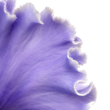 Lavender Ruffled Flower Petal Macro Texture with Soft Curved Edge and Delicate Botanical Detail