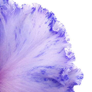 Blue and White Ruffled Flower Petal Macro Texture with Delicate Fringed Edge on Light Background