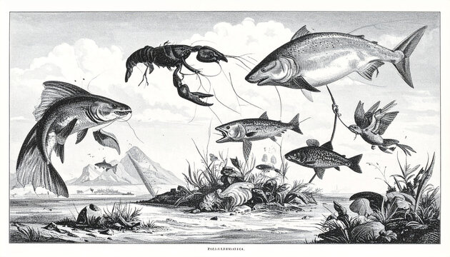 Fish jumping out of water with birds and seafood
