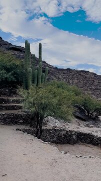Majestic cardon cactus standing amongst the ancient stone walls of the Quilmes ruins under a cloudy blue sky