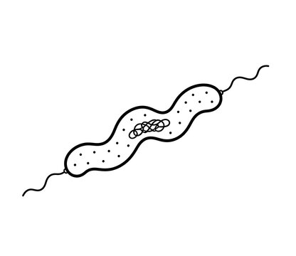 Spirillum Bacterium Structure Educational Biology Illustration Isolated on White Background