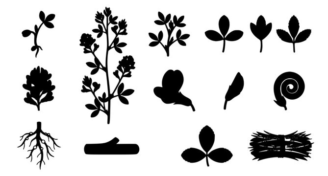 Set of alfalfa plant growth stages vector illustration from seed to flowering agricultural infographic on white background