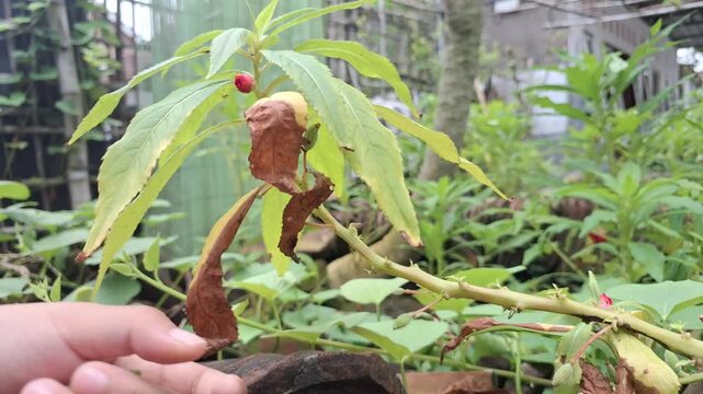 a child's hand gently interacting with a small plant in a garden setting.