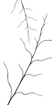 Leafless delicate slender twig branch silhouette study.