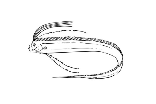 Ryugu no Tsukai (Oarfish) Line Art Illustration Isolated on White Background
