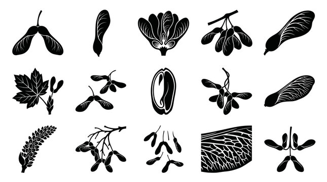 Black and White Vector Icons of Maple Tree Seeds, Leaves, and Flowers