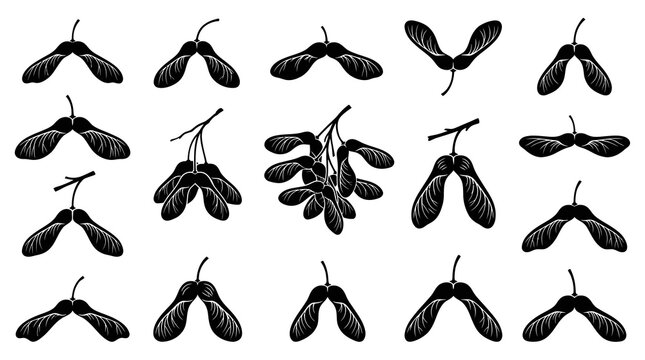 Black  White Vector Art Of Maple Seeds Samaras Winged Seeds On White Background