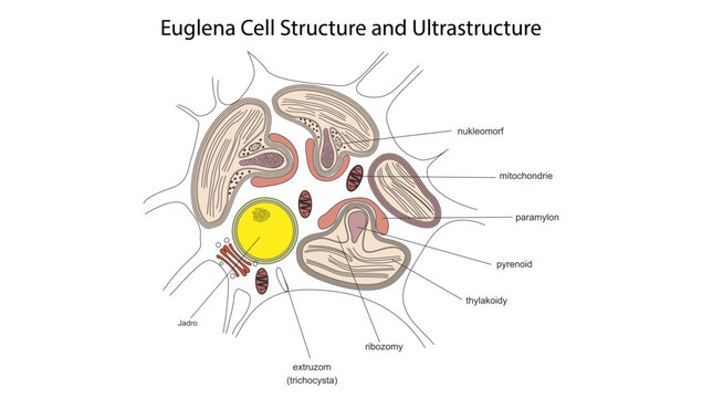 Euglena Cell Structure and Ultrastructure, the ultrastructure of a Euglena cell, including the nucleus, chloroplasts, pyrenoid, mitochondria, ribosomes, paramylon granules, and flagellar apparatus.