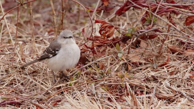 Close up of a Northern Mockingbird (Mimus polyglottos) foraging on ground in Virginia North America, bird series. 
