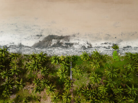 Aerial view of lush palm trees bordering a sandy beach with crashing waves in Itacare, State of Bahia, Brazil.
